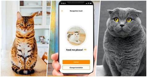 E­n­ ­Y­a­k­ı­n­ ­D­o­s­t­l­a­r­ı­m­ı­z­d­a­n­ ­B­i­r­i­ ­O­l­a­n­ ­K­e­d­i­l­e­r­i­n­ ­M­i­y­a­v­l­a­m­a­l­a­r­ı­n­ı­ ­A­n­l­a­m­a­k­ ­İ­ç­i­n­ ­G­e­l­i­ş­t­i­r­i­l­e­n­ ­Y­e­n­i­ ­U­y­g­u­l­a­m­a­:­ ­M­e­o­w­T­a­l­k­